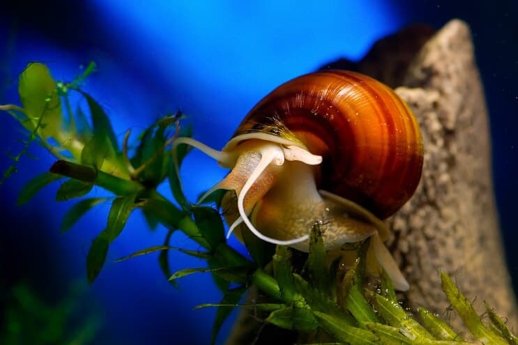Schnecke