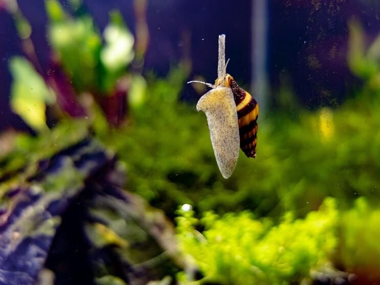Assassinenschnecke