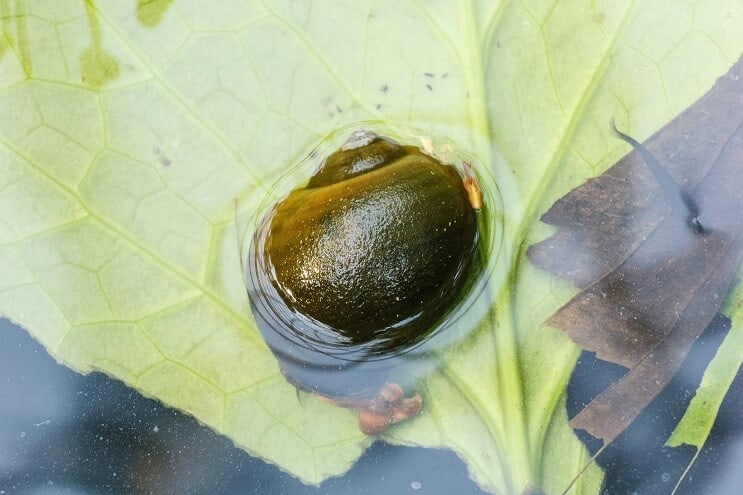 Apfelschnecke