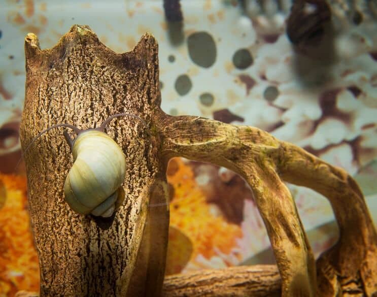 Mystery Snail Übersicht
