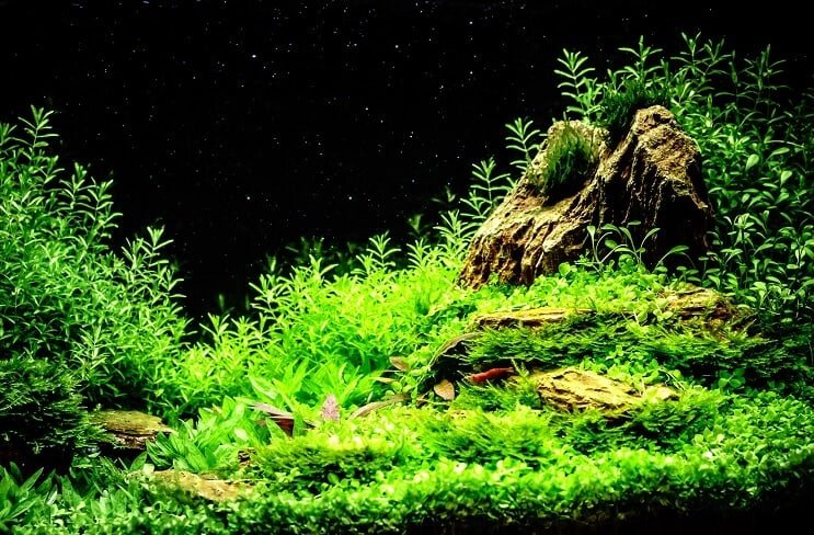 Gut gepflanzter Mystery Snail Tank