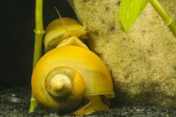 Zwei mysteriöse Schnecken