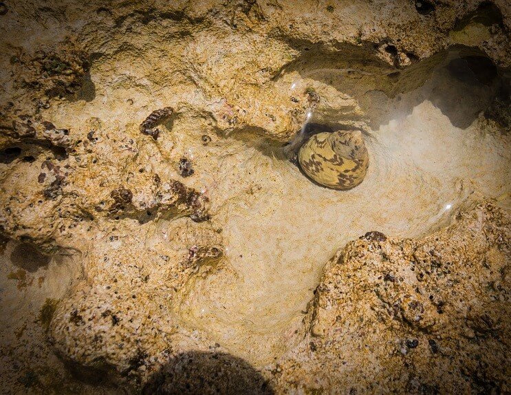 Karierte Neritschnecke
