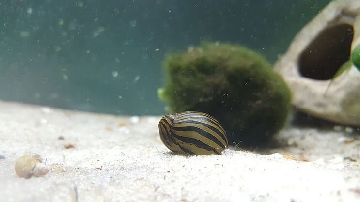 Zebra Nerite Schnecke in einem Panzer