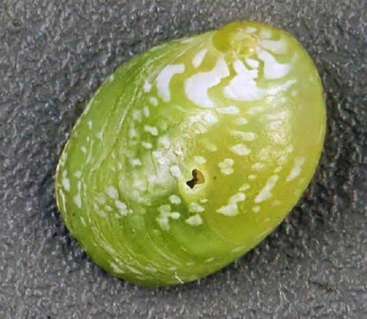 Smaragd Nerite Schnecke