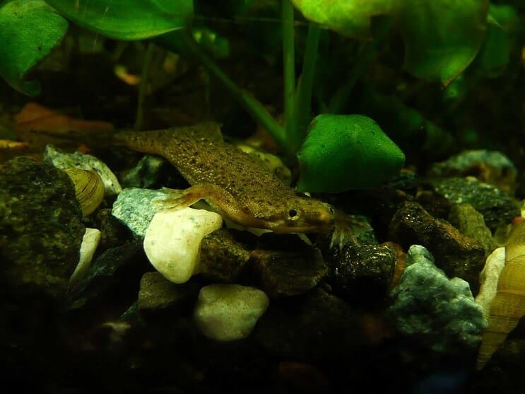 Afrikanischer Zwergfrosch im Panzer