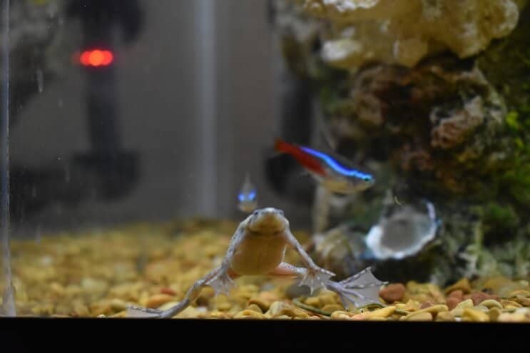 Afrikanischer Zwergfrosch und Neontetra