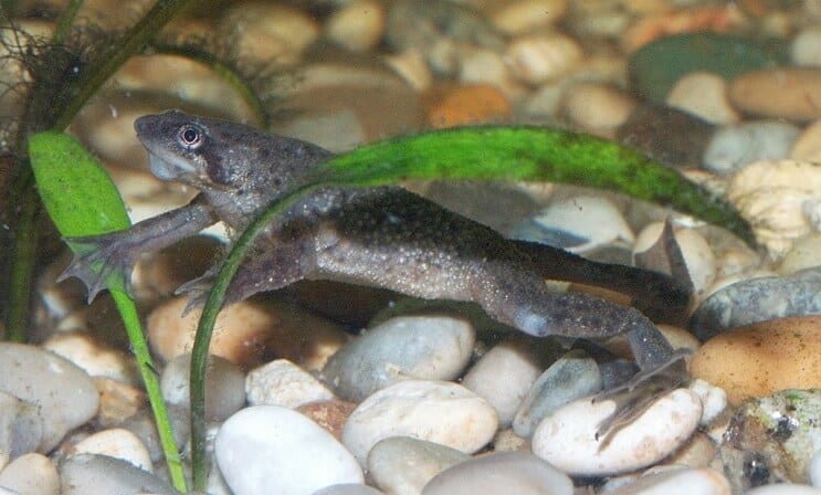Junger männlicher afrikanischer Zwergfrosch