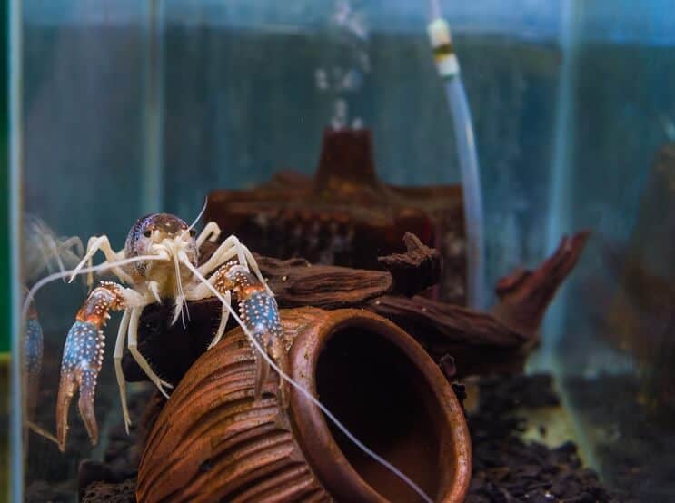 Krebse im Aquarium