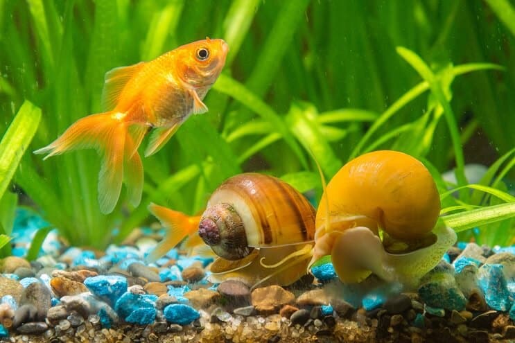 Schnecken im Aquarium
