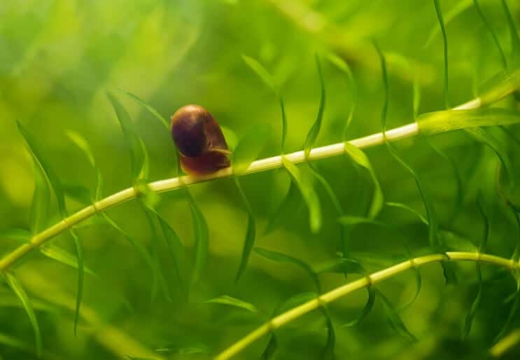 Babyschnecke