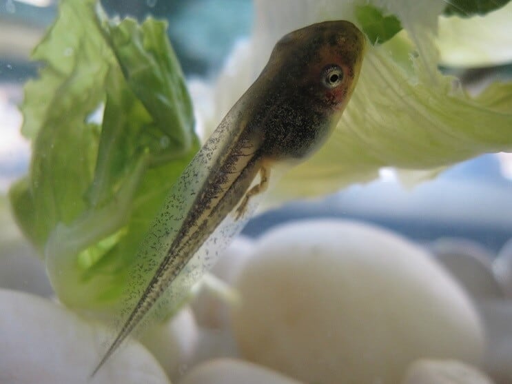 Kaulquappe in einem Aquarium