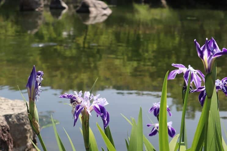 Blaue Iris