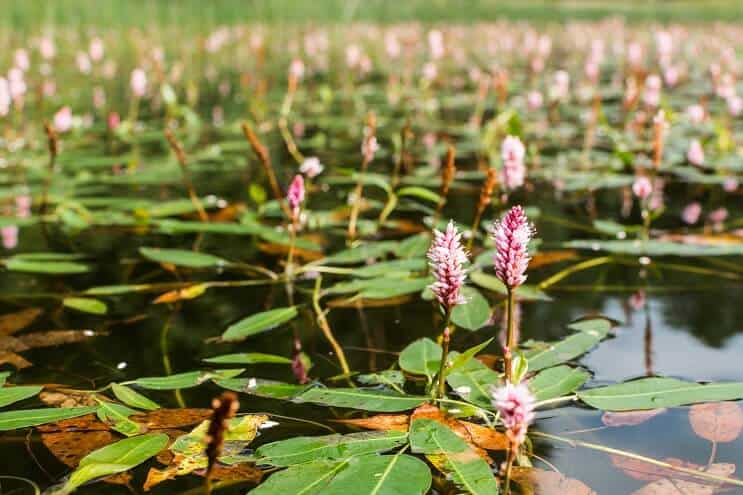Wasser Smartweed