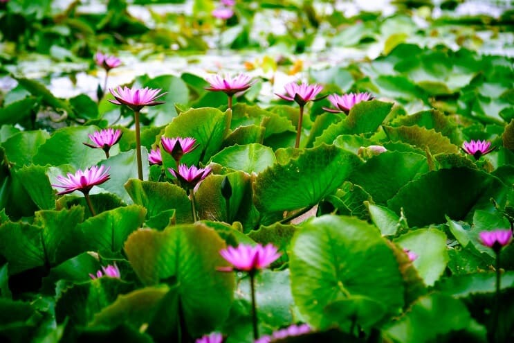 Wasser Lotus