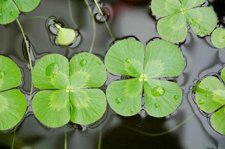 Wasserklee