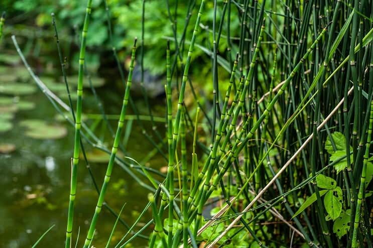 Schachtelhalm Reed