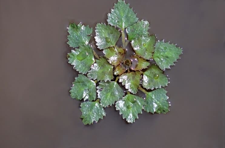 Wasserkastanien