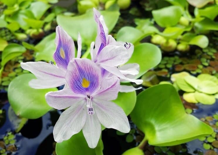 Wasserhyazinthe