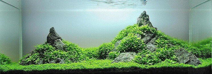 Staurogyne Repens Aussehen