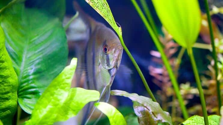 Amazonas Schwert und Kaiserfisch