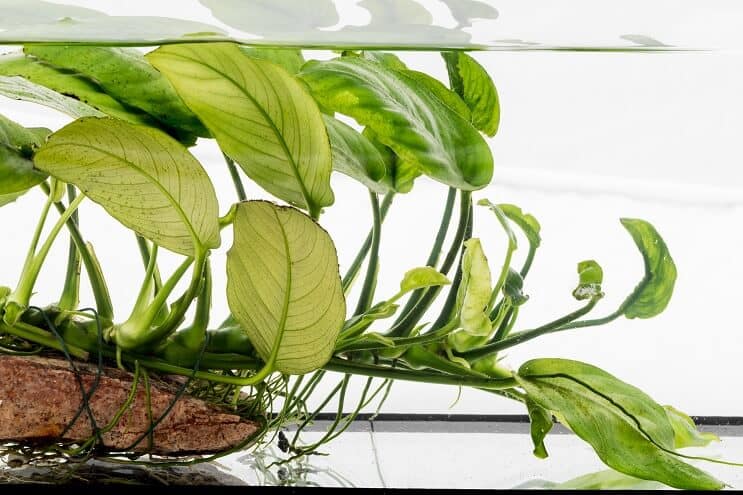 Anubias nana auf Treibholz