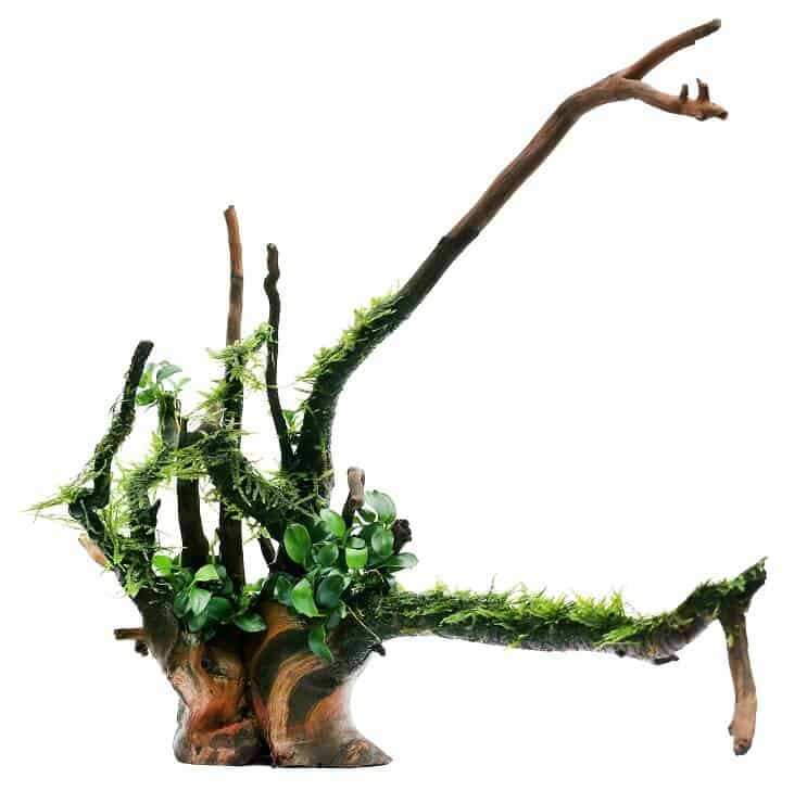 Anubias Nana und Java Moss
