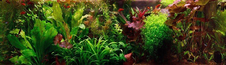 Niederländisches Aquascape