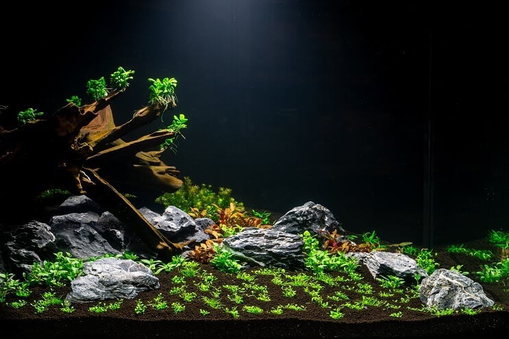 Das Aquarium pflanzen
