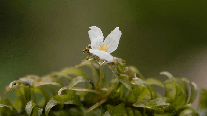 Anacharis Blume