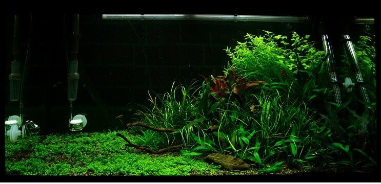 Tankbedingungen Staurogyne repens