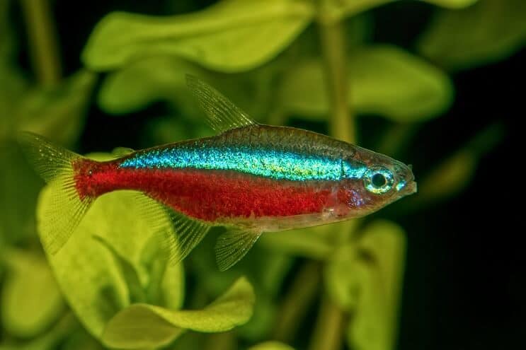 Tetra Fischpflege