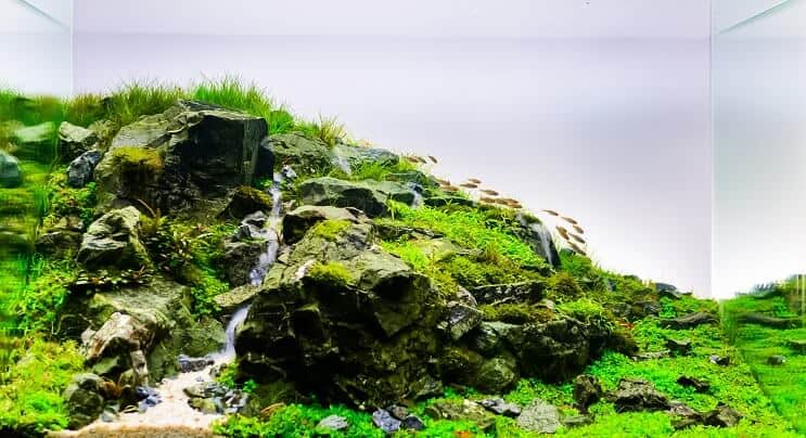 Natürliches Aquascape