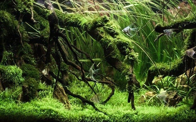 Gepflanzter Tank
