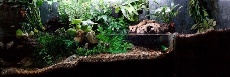 Paludarium Pflanzen