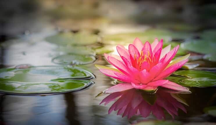 Wie man eine Seerose pflanzt