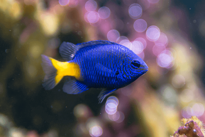 Gelbschwanz Damselfish