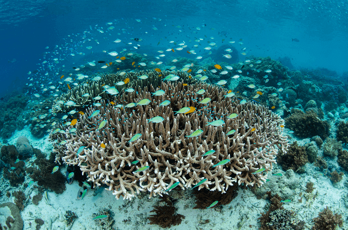 Schule von Damselfish
