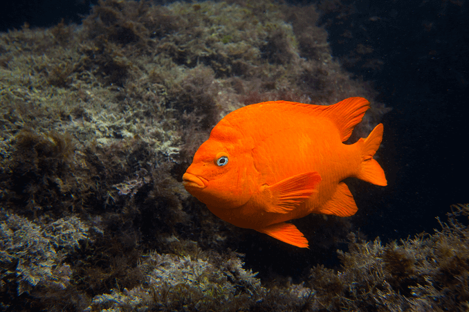 Garibaldi-Fisch: Der kalifornische Staatsfisch