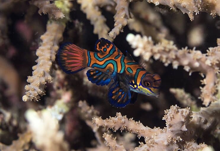 Pflegeanleitung für Mandarinenfische (Mandarin Dragonet): Die faszinierendsten Fische im Ozean